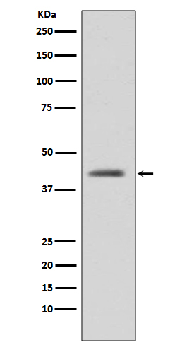 GSK3 beta Antibody